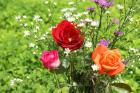 eCard beautiful roses
