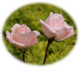 Rosa Rosen