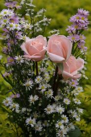 Rosa Rosen