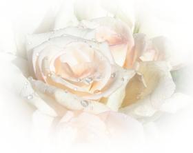 Zart rosa Rose