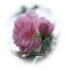 Schöne rosa Rose