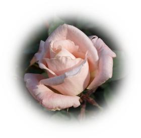 Schöne rosa Rose