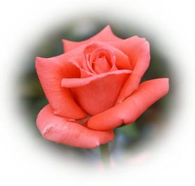 Rosa Rose