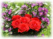 Most beautiful roses
