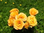 orange rose bouquet