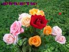 Father's day LoveCards mixed colors roses bouquets - free eCards by eMail to say *happy fathers day*