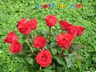Father's day LoveCards red roses - free eCards by eMail to say *happy fathersday*