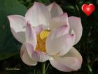 thumbs/god_love-dsc07889.jpg 