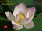 Wide open lotus blossom