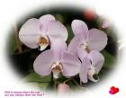 thumbs/orchid-dsc00127-a2.jpg 