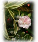 Prayer card - most loving solution