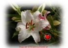 God card - forgiveness