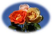 Sweet roses greeting card