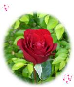 love greeting card red rose