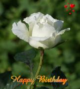 white rose love card