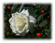 white rose love card