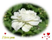 white rose love card