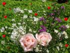 Rosen der Liebe