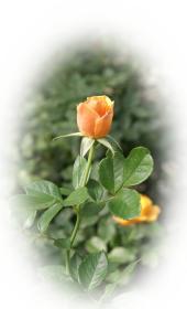 Grusskarte aprikose Rose - kostenlose e-Karten