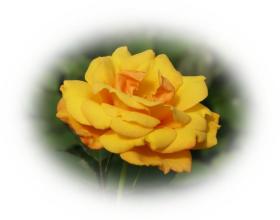 Grusskarte aprikose Rose