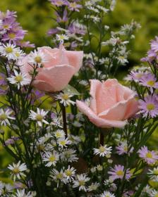 Grusskarten Rose baby-rosa - kostenlose e-Karten schöne Rosen