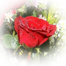 Rose dunkelrote Rose - kostenlose e-Karten dunkel-rote Rosen