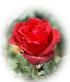 Rose dunkelrote Rose - kostenlose e-Karten dunkel-rote Rosen