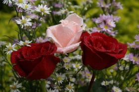Rosen - dunkelrote Rosen - kostenlose e-Karten dunkel-rote Rosen