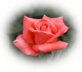 Rose - hellrote Rosen - kostenlose e-Karten hell-rote Rosen