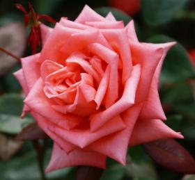 Rose  - rosa Rose - kostenlose e-Karten rosa-rote Rosen