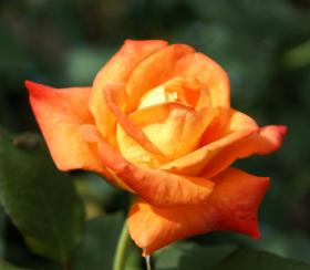 Grusskarten Rosen - Rosen orange - kostenlose e-Karten orange Rosen