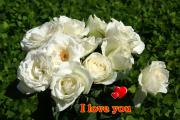 love lovecards