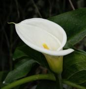 calla lily - Free flower e-Card