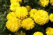 Chrysanthemum