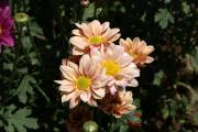 Mother day Chrysanthemum - Free flower e-Card