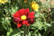 Chrysanthemum