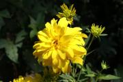 Mother day Chrysanthemum - Free flower e-Card