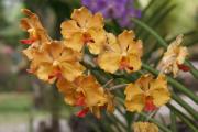 Mothers Day orchids