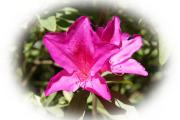 tropical pink azalea