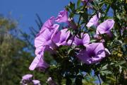 Exotic flowers for Mothers Day