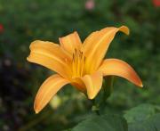 Orange lily blossom