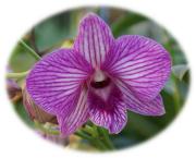 Mother Day tropical orchid
