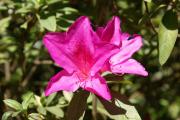 Grusskarte Muttertag Azalea