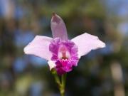 Grusskarte Muttertag Bambus Orchidee