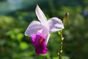 Grusskarte Muttertag Bambus Orchidee