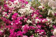 Grusskarten Muttertag Bougainvillea