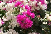 Grusskarten Bougainvillea