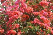 Grusskarten Bougainvillea