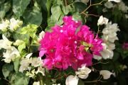 Grusskarten Bougainvillea