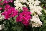 Bougainvillea